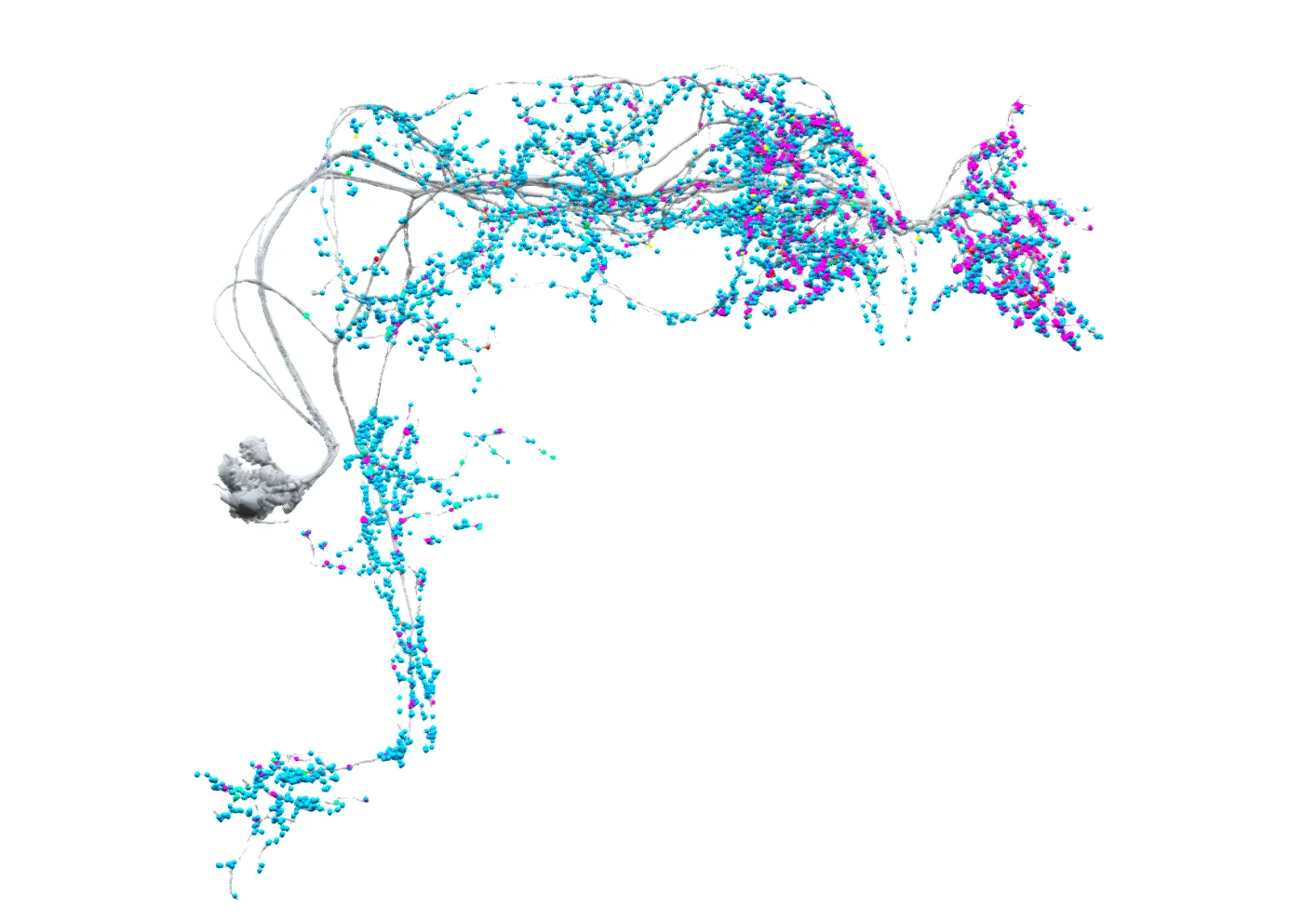 Pre and post synaptic sites of LNds (evening cells)